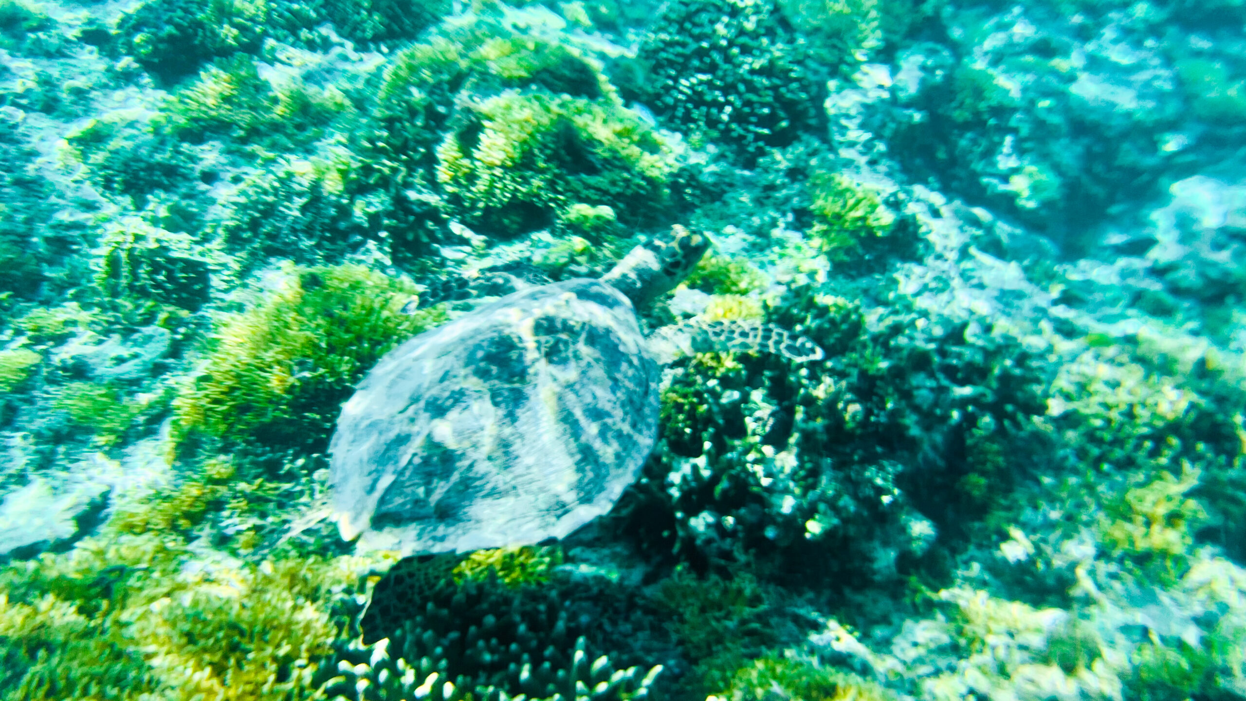 Sea turtle in Gili T
