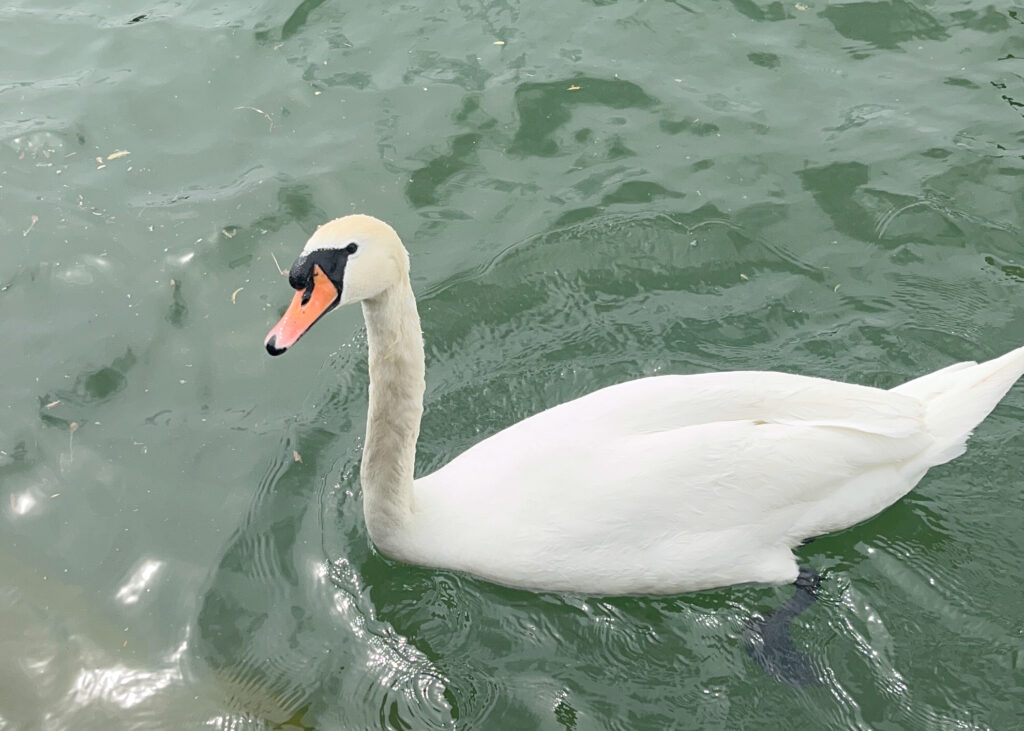 Goose in Zurich