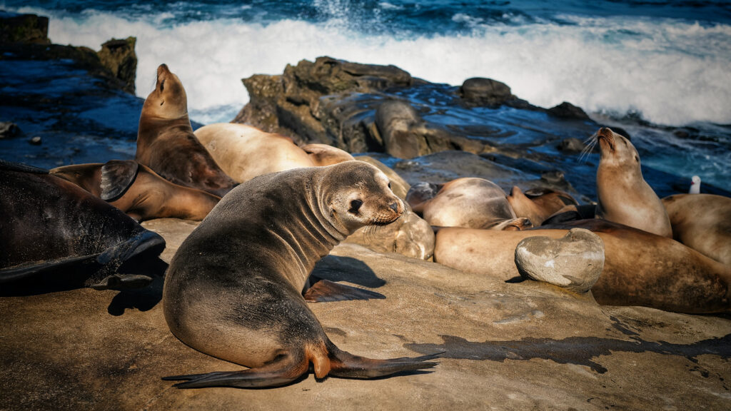 La Jolla Cove sea lions
