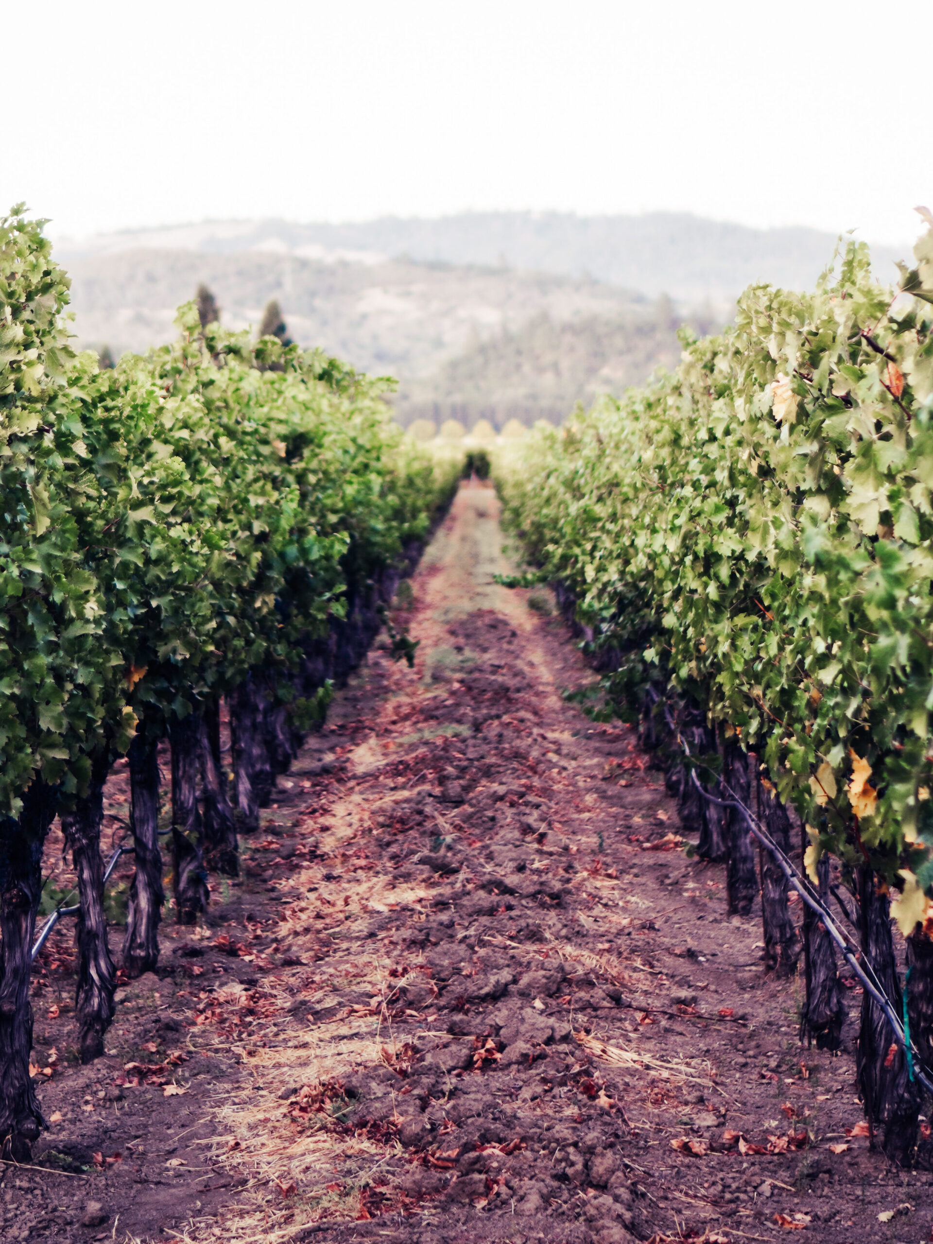 Sonoma winery